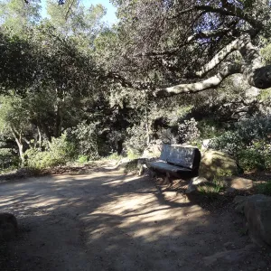 wood bench, Manzanita Section, Spring in the Garden, February 2013, SBBG