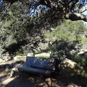 wood bench, Manzanita Section, Spring in the Garden, February 2013, SBBG