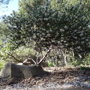 Manzanita Section, Spring in the Garden, February 2013, SBBG
