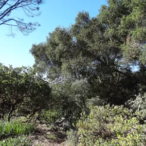 Manzanita Section, Spring in the Garden, February 2013, SBBG