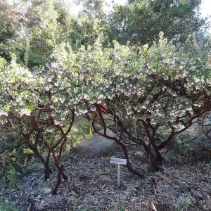 Arctostaphylos edmundsii, Manzanita Section, Spring in the Garden