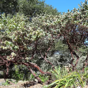 Manzanita Section, Spring in the Garden, February 2013, SBBG