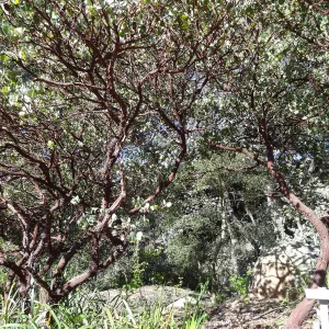 Manzanita Section, Spring in the Garden, February 2013, SBBG