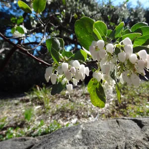 Arctostaphylos in flower and fruit, Manzanita Section, Spring in the Garden, February 2013, SBBG