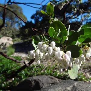 Arctostaphylos in flower and fruit, Manzanita Section, Spring in the Garden, February 2013, SBBG