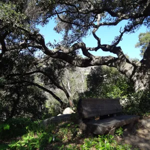 Manzanita Section, Spring in the Garden, February 2013, SBBG
