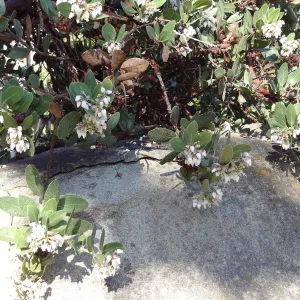 Arctostaphylos (Manzanita) in flower and fruit, Manzanita Section, Spring in the Garden, February 2013, SBBG