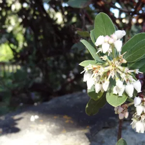 Arctostaphylos in flower and fruit, Manzanita Section, Spring in the Garden, February 2013, SBBG