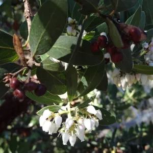 Arctostaphylos in flower and fruit, Manzanita Section, Spring in the Garden, February 2013, SBBG