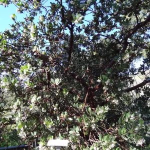 Arctostaphylos in flower and fruit, Manzanita Section, Spring in the Garden, February 2013, SBBG