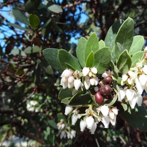 Arctostaphylos (Manzanita)) in flower and fruit, Manzanita Section, Spring in the Garden, February 2013, SBBG
