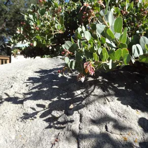 Arctostaphylos (Manzanita) in flower and fruit, boulder and shadow behind, Manzanita Section, Spring in the Garden, February 2013, SBBG