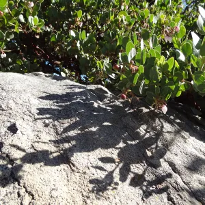 Arctostaphylos (Manzanita) in flower and fruit, boulder and shadow behind, Manzanita Section, Spring in the Garden, February 2013, SBBG