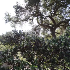 Manzanita Section, Spring in the Garden, February 2013, SBBG