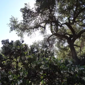 Manzanita Section, Spring in the Garden, February 2013, SBBG