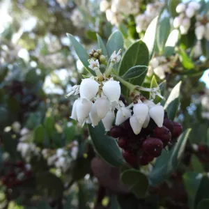 Arctostaphylos (Manzanita) otayensis in flower and fruit, SBBG Manzanita Section, Spring in the Garden, February 2013, SBBG