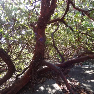 red bark and under canopy of manzanita in the Manzanita Section, Spring in the Garden, February 2013, SBBG