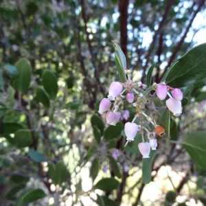 Arctostaphylos (Manzanita) in flower, Manzanita Section, Spring in the Garden, February 2013, SBBG
