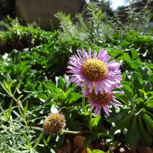 Erigeron glaucus in bloom, Home Demonstration Garden, Spring in the Garden, February 2013, SBBG