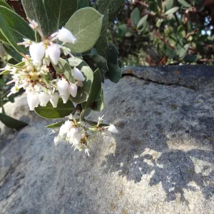 Arctostaphylos otayensis flowers with boulder and shadow behind, SBBG Manzanita Section, Spring in the Garden, February 2013, SBBG
