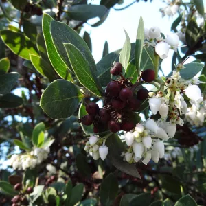 Arctostaphylos otayensis in flower and fruit, SBBG Manzanita Section, Spring in the Garden, February 2013, SBBG