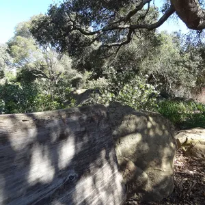 wood bench, Manzanita Section, Spring in the Garden, February 2013, SBBG