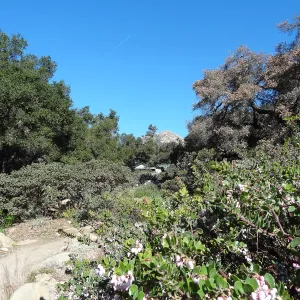 Manzanita Section, Spring in the Garden, February 2013, SBBG, coast live oak in poor health