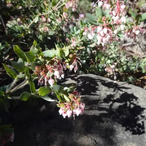 Arctostaphylos (Manzanita) in bloom with shadow on sandstone boulder, Manzanita Section, Spring in the Garden, February 2013, SBBG
