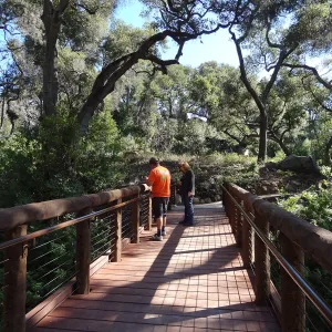 Betsy Collins inspecting the new Campbell Bridge, Mission Canyon, Spring in the Garden, February 2013, SBBG