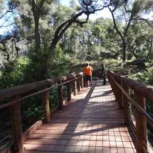 Betsy Collins inspecting the new Campbell Bridge, Mission Canyon, Spring in the Garden, February 2013, SBBG