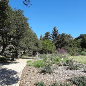Redwoods as viewed from the west side of the Meadow, newly planted Coast live oaks in the Meadow Oaks Display, Spring in the Garden, February 2013, SBBG