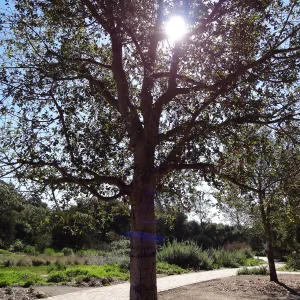 newly planted Coast live oaks in the Meadow Oaks Display, Spring in the Garden, February 2013, SBBG