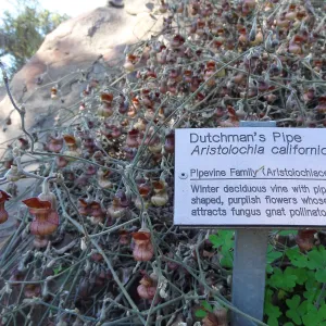 Aristolochia californica blooming above the Orchid Display Garden, in the Spring in the Garden, February 2013, SBBG