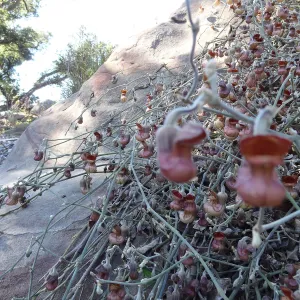 Aristolochia californica blooming above the Orchid Display Garden, in the Spring in the Garden, February 2013, SBBG