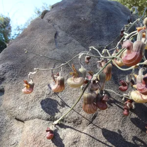 Aristolochia californica blooming above the Orchid Display Garden, in the Spring in the Garden, February 2013, SBBG