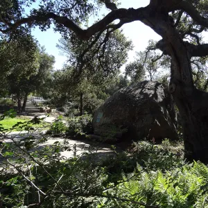Blaksley Boulder and Coast live oak, Spring in the Garden, February 2013, SBBG