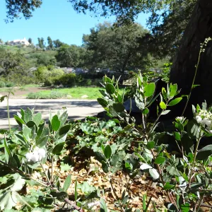Arctostaphylos (Manzanita) blooming by the Blaksley Boulder, Spring in the Garden, February 2013, SBBG