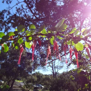 Ribes speciosum blooming by the Blaksley Boulder, Spring in the Garden, February 2013, SBBG