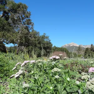 Achillea (yarrow) blooming in the lower Meadow, Ground Cover Display, Blaksley Boulder, Spring in the Garden, February 2013, SBBG