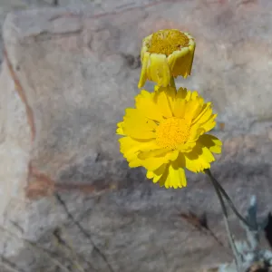 Desert Section, yellow aster, sandstone boulder