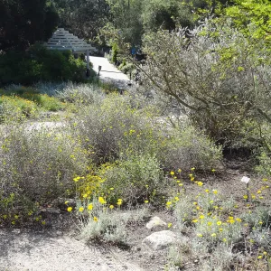 Desert Section, wildflower display