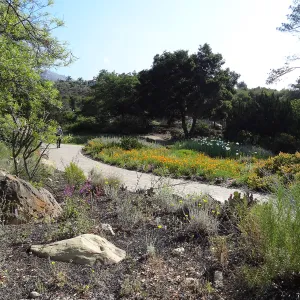 Desert Section, wildflower display