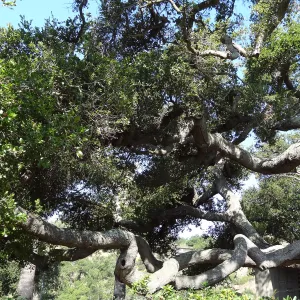 Coast live oak, Quercus agrifolia, Blaksley Boulder, branches, canopy