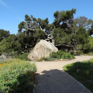 Blaksley Boulder, douglas fir is removed, May 2013, Information Kiosk