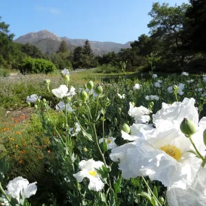 Matilija poppies in the lower Meadow, Blaksley Boulder, douglas fir is removed, wildflower display