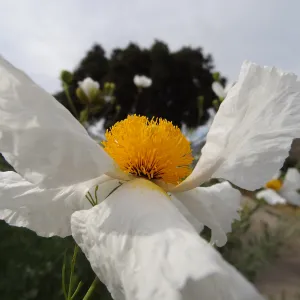 Matilija poppy flower