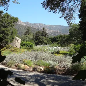 SBBG Meadow with Matilija poppies, wildflower display, Blaskley Boulder
