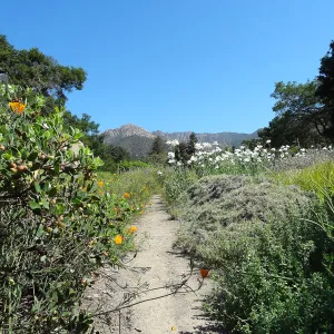 SBBG Meadow with Matilija poppies, wildflower display, path, La Cumbre Peak