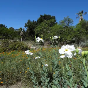 SBBG Meadow with Matilija poppies, wildflower display