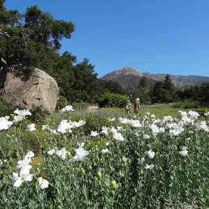 Wildflower display, meadow
